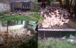 Peternakan Ayam Pedaging di Lampung